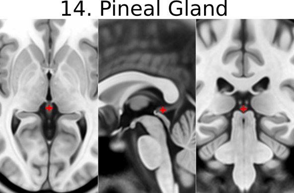 14. Pineal Gland